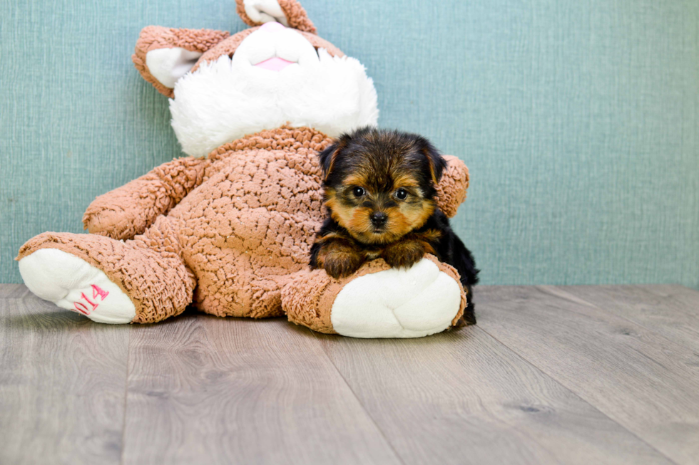 Meet Bronze - our Yorkshire Terrier Puppy Photo 