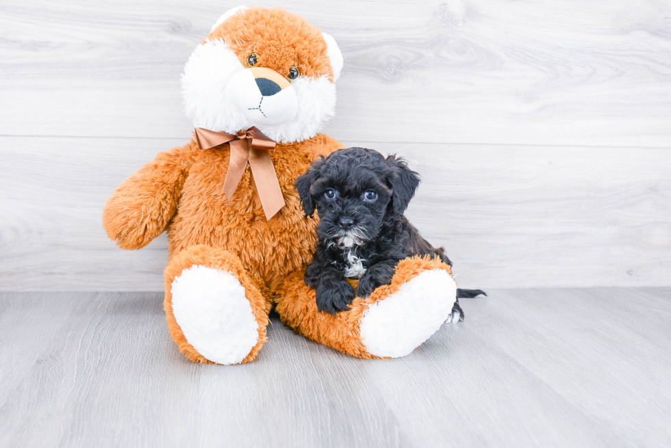 Cavapoo Puppy for Adoption