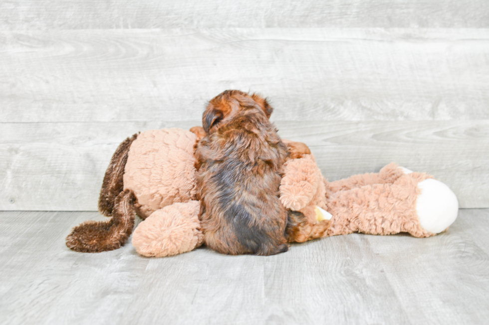 Cute Yorkie Poo Baby