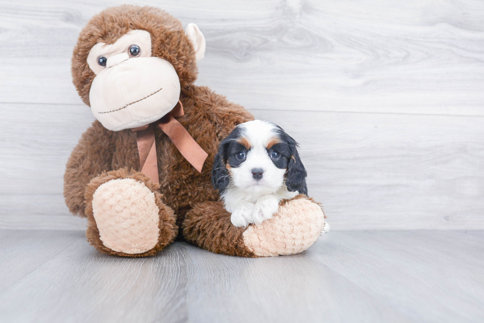 Akc Registered Cavalier King Charles Spaniel Purebred Pup