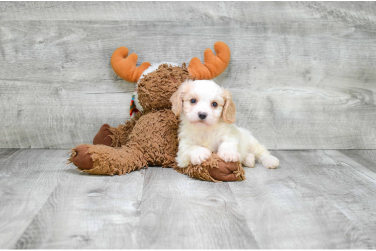 Playful Cavalier Designer Puppy