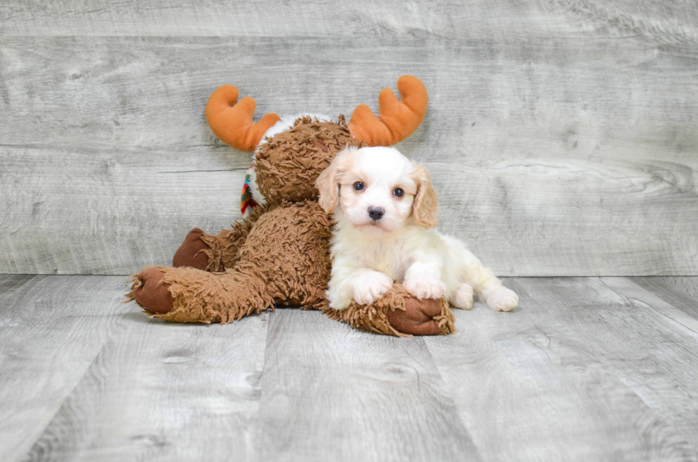 Playful Cavalier Designer Puppy