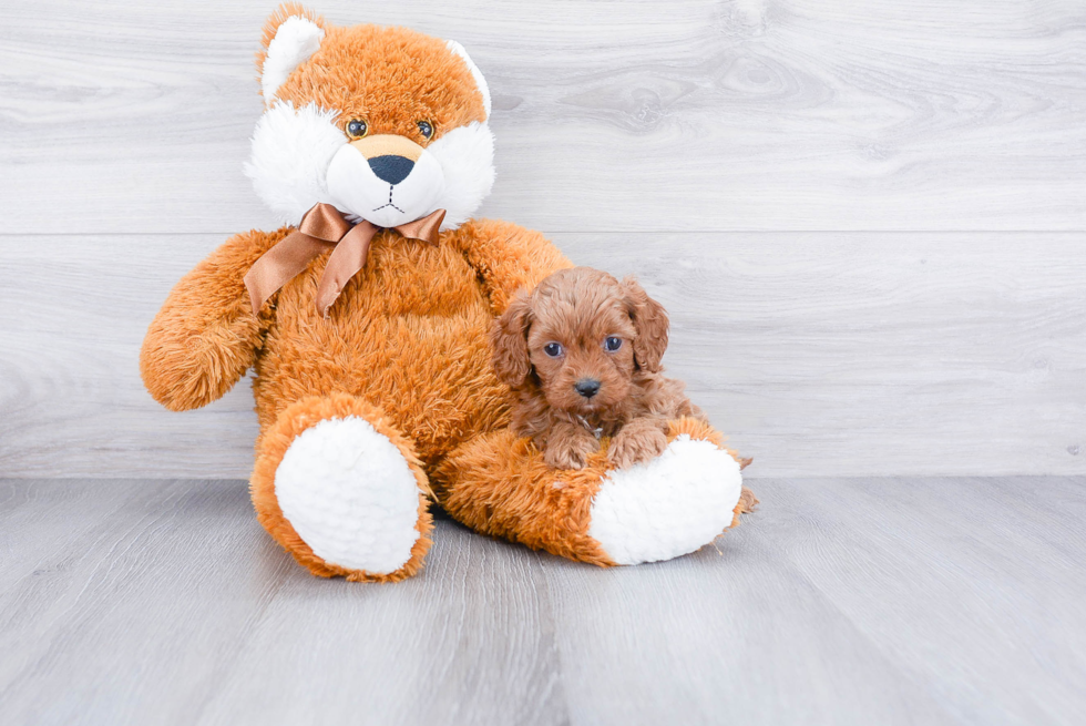 Cute Cavapoo Baby