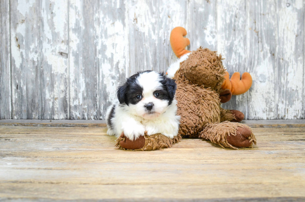 Fluffy Teddy Bear Designer Pup