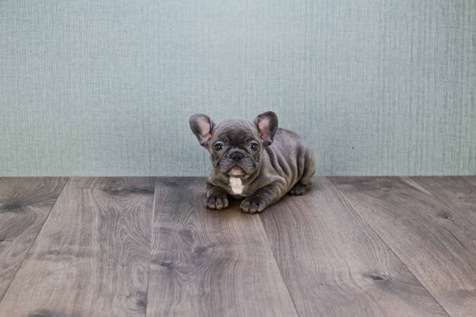 Akc Registered French Bulldog Baby