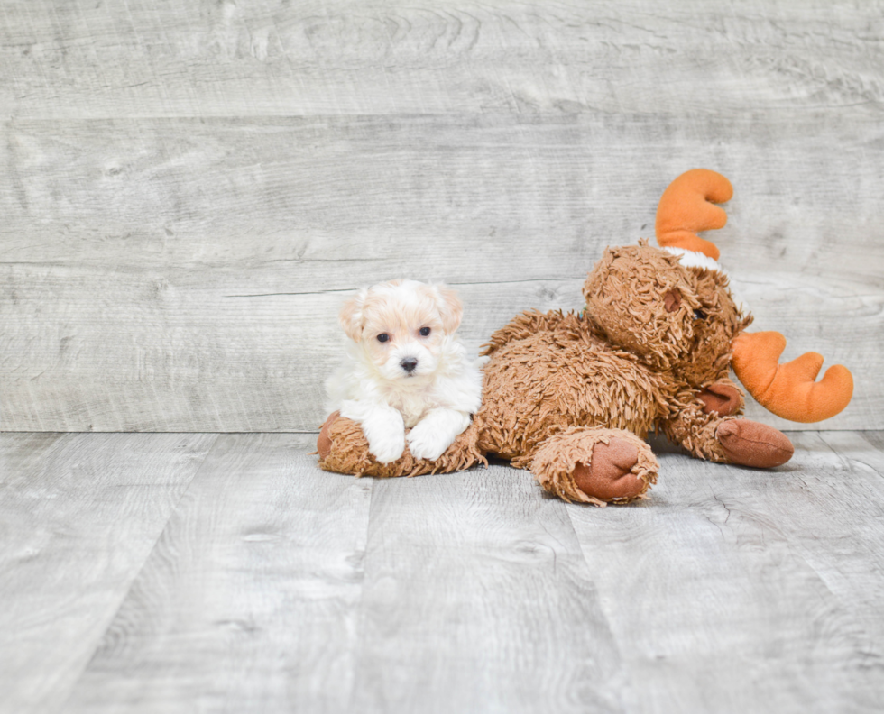 Fluffy Maltipoo Poodle Mix Pup