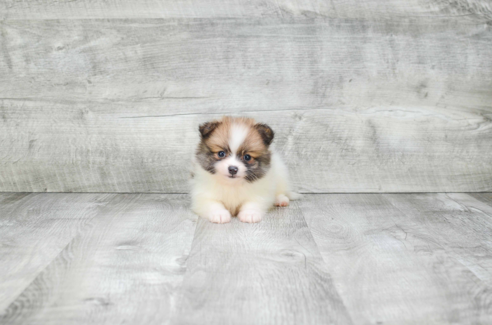 Pomeranian Puppy for Adoption