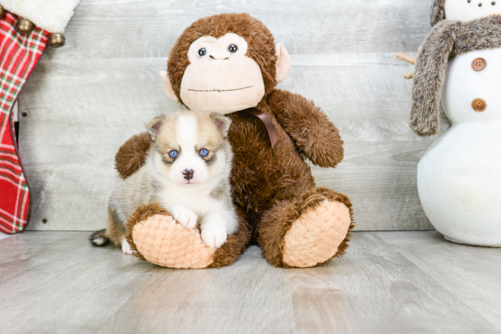 Small Pomsky Baby