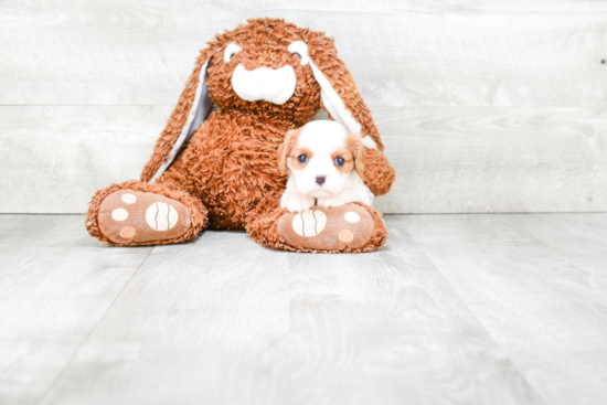 Sweet Cavalier King Charles Spaniel Purebred Puppy