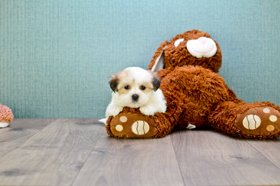 Morkie Pup Being Cute