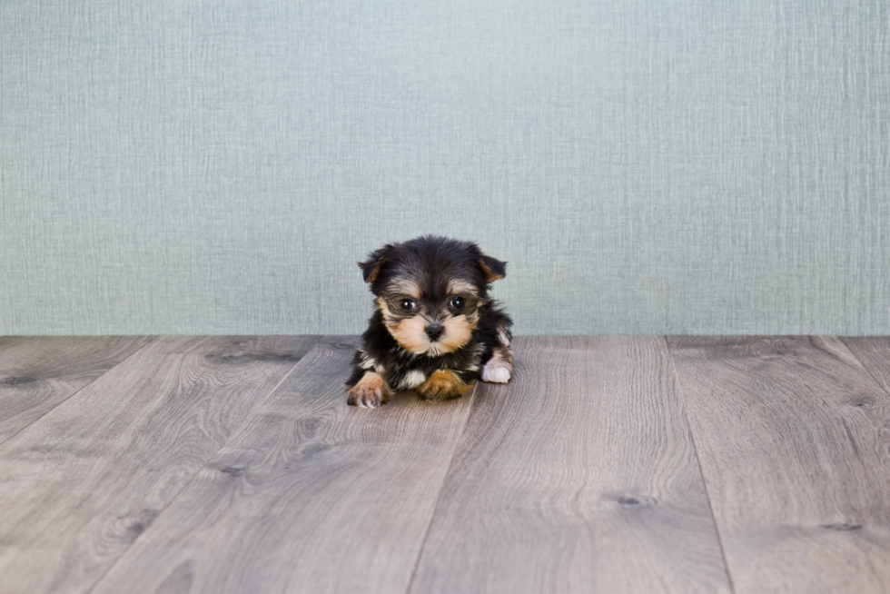 Morkie Pup Being Cute