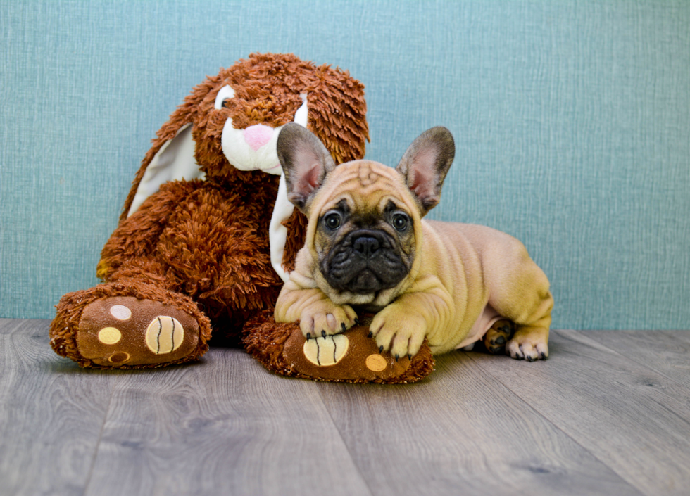 Small French Bulldog Baby