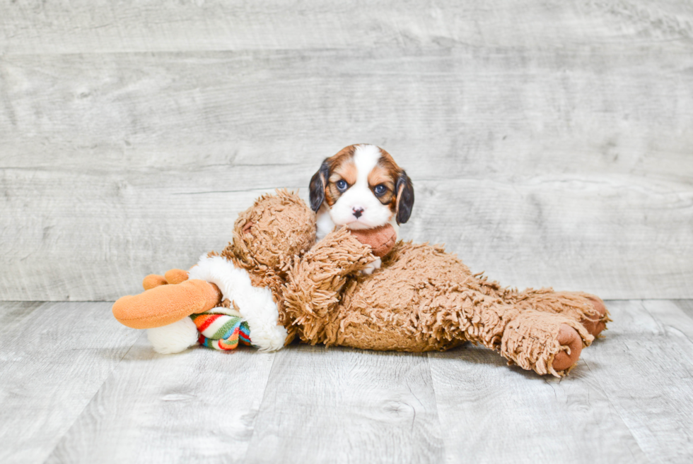 Small Cavachon Baby