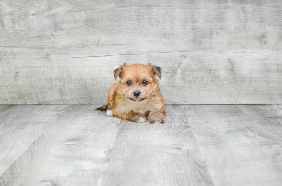 Little Yorkie Designer Puppy