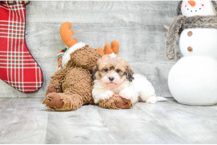 Funny Teddy Bear Designer Pup