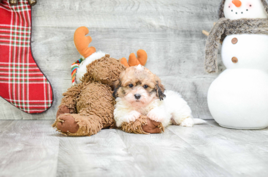 Funny Teddy Bear Designer Pup