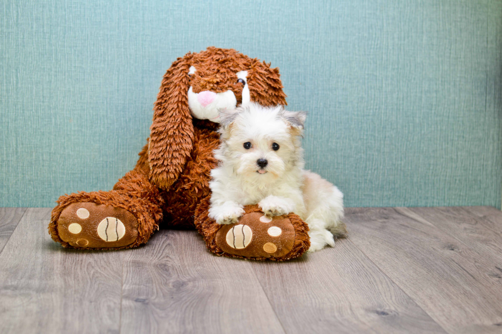 Best Havanese Baby