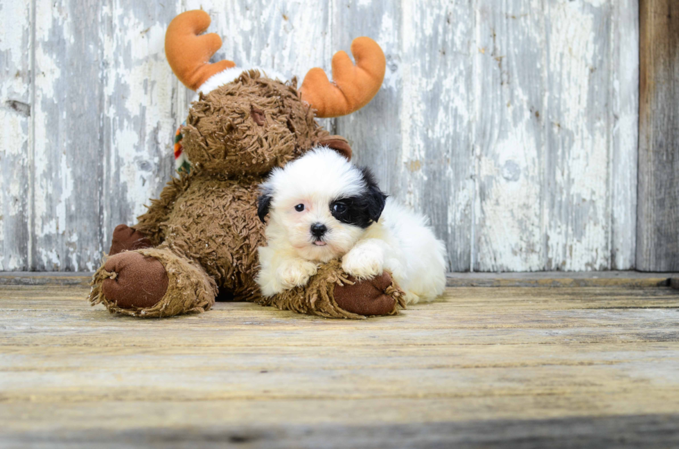 Teddy Bear Pup Being Cute