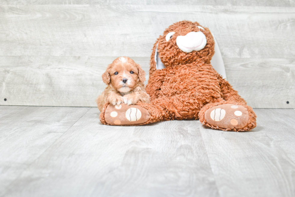 Cavapoo Puppy for Adoption