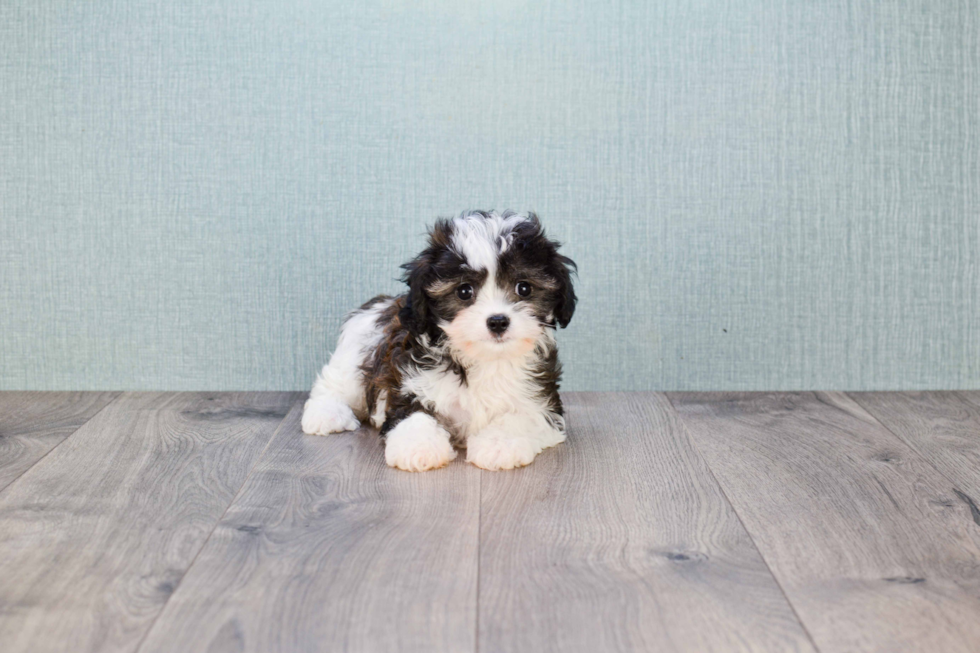 Cavachon Pup Being Cute