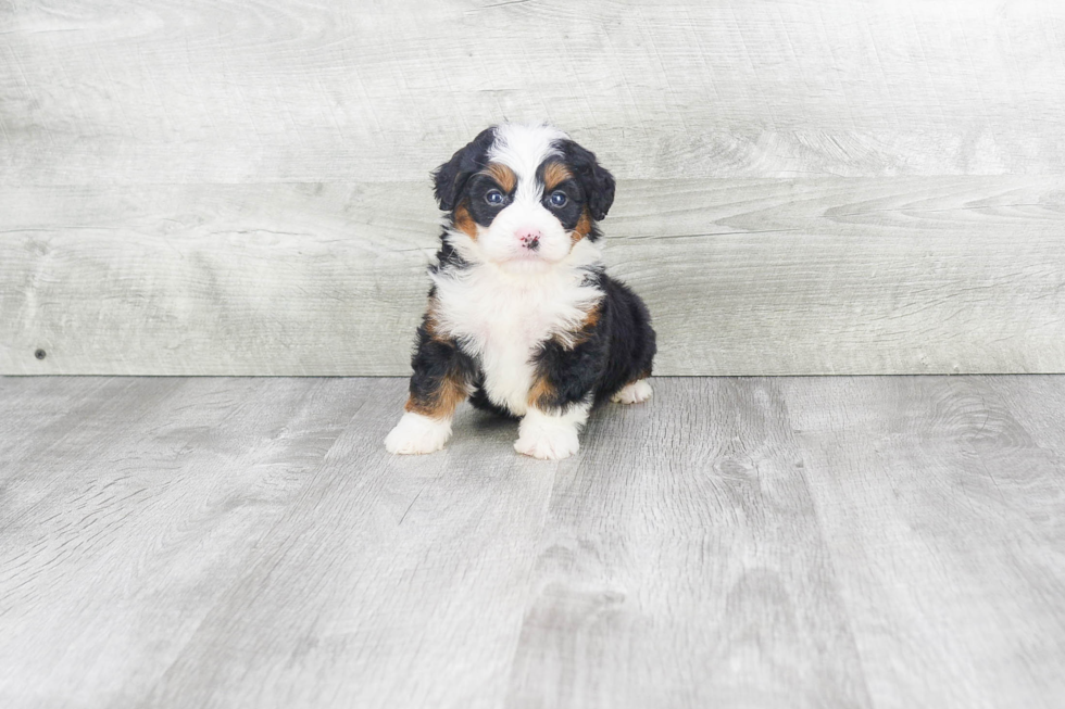 Friendly Mini Bernedoodle Baby