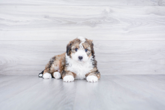 Petite Mini Bernedoodle Poodle Mix Pup