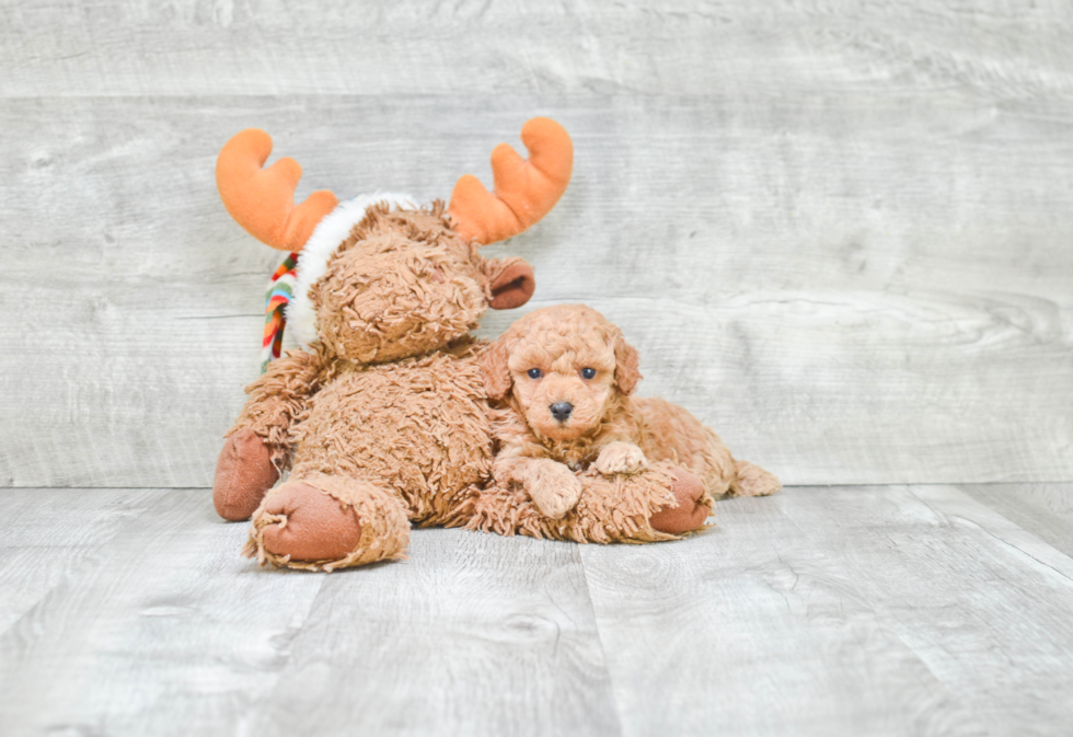 Fluffy Pudle Purebred Puppy