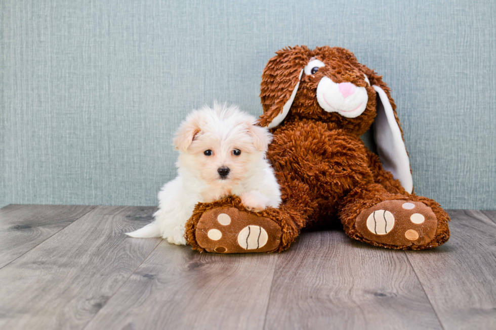 Little Havanese Purebred Pup