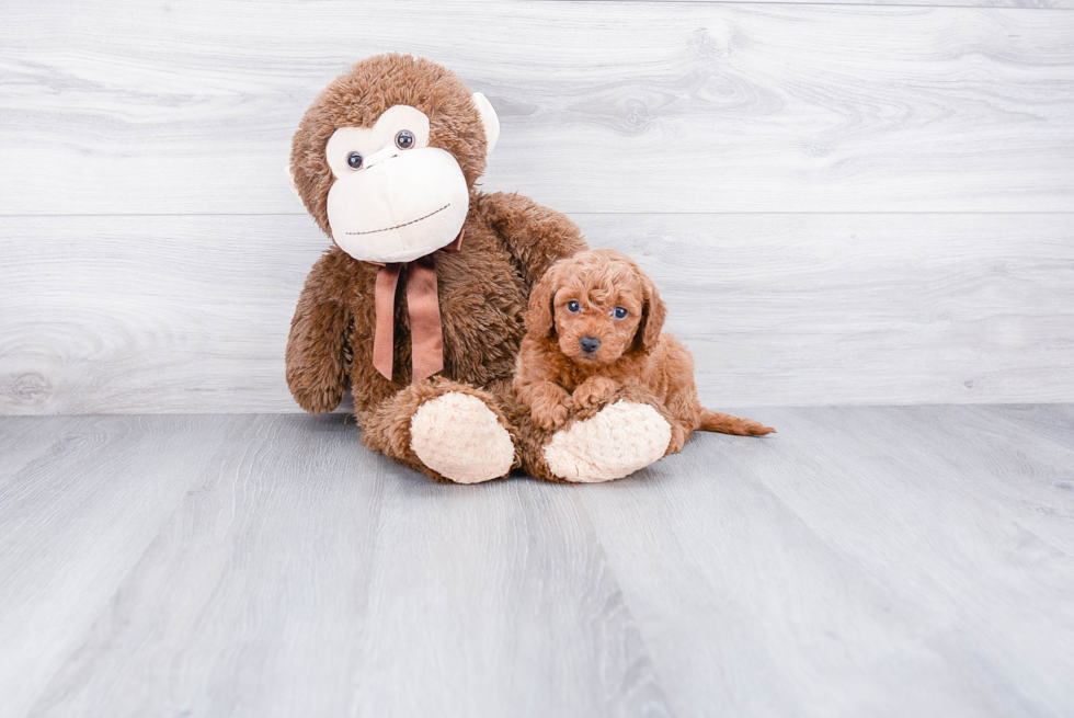 Best Mini Goldendoodle Baby