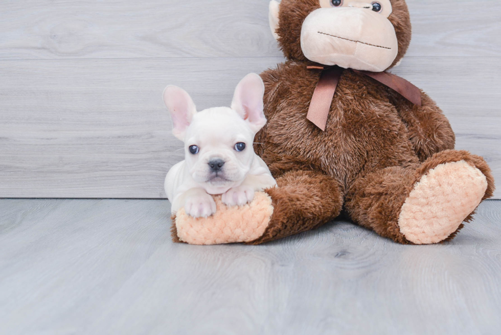 Hypoallergenic French Bulldog Baby