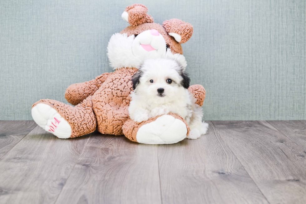 Energetic Havanese Purebred Puppy