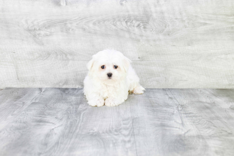 Hypoallergenic Maltese Purebred Pup