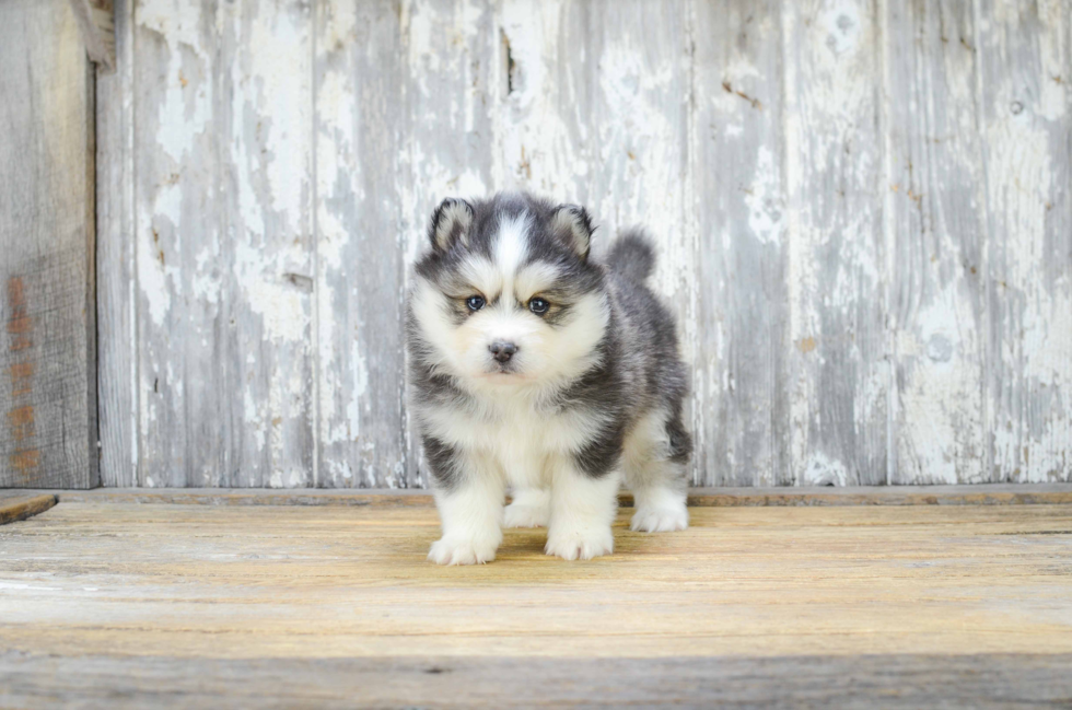 Adorable Mini Husky Designer Puppy