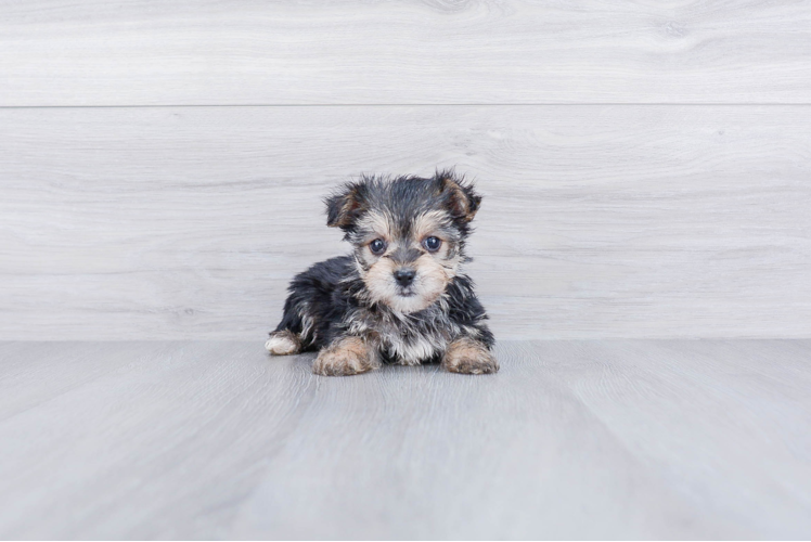 Energetic Yorkie Designer Puppy