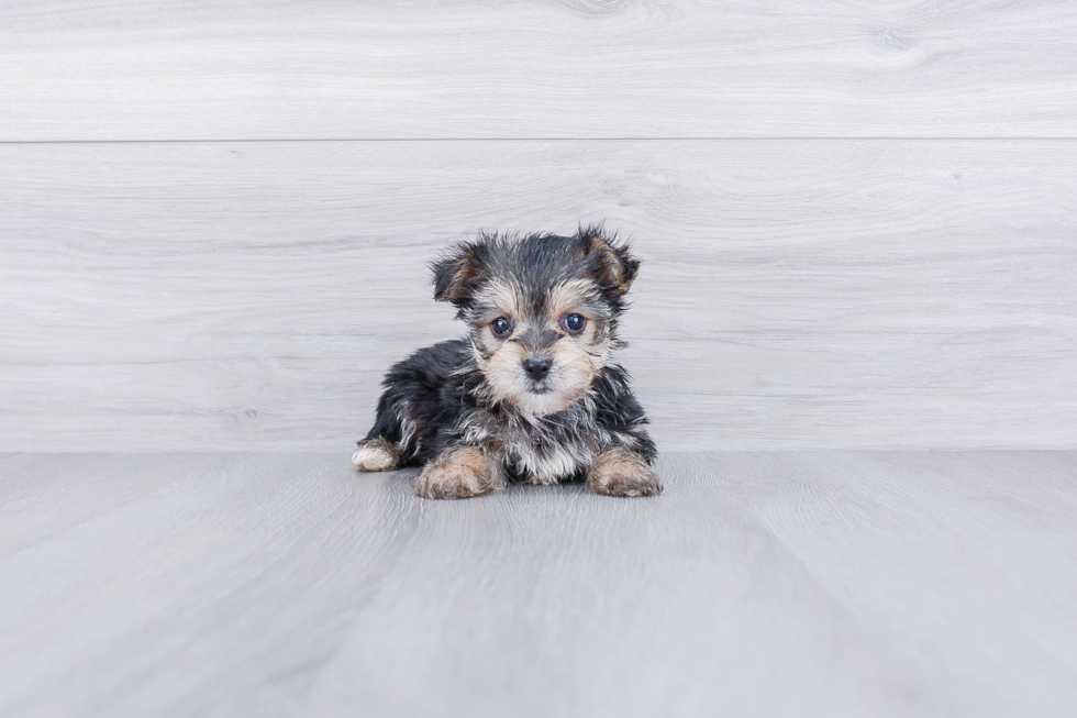 Energetic Yorkie Designer Puppy
