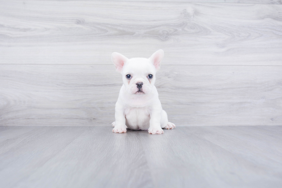 Sweet Frenchie Purebred Puppy