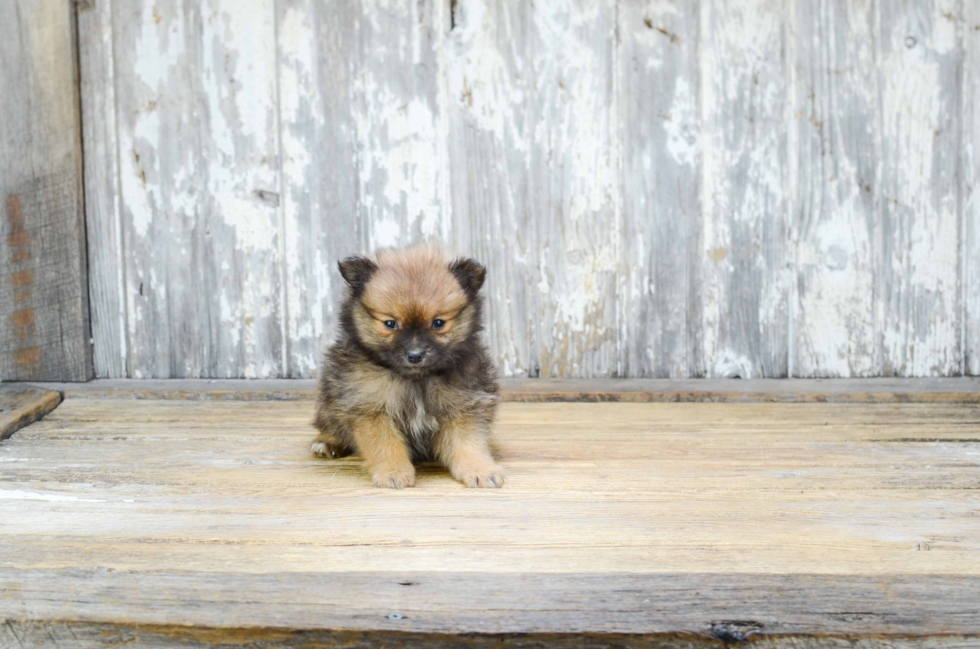 Fluffy Pomeranian Purebred Puppy