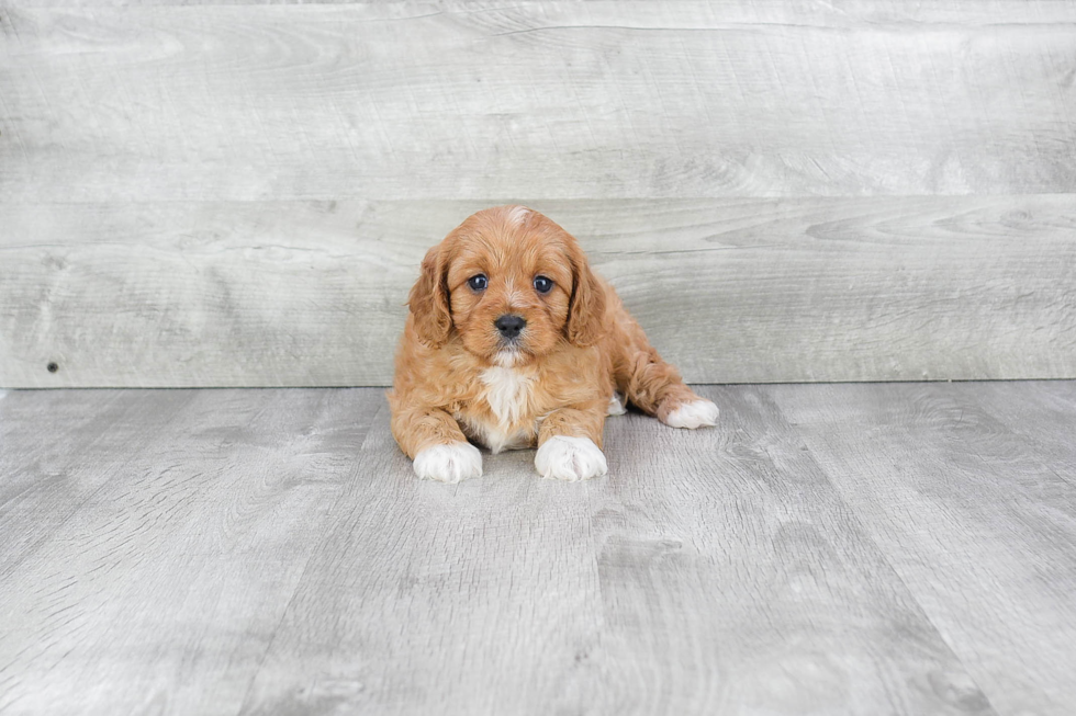 Adorable Cavoodle Poodle Mix Puppy