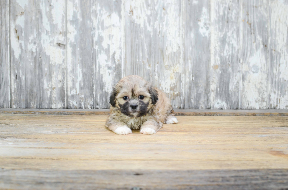 Teddy Bear Pup Being Cute