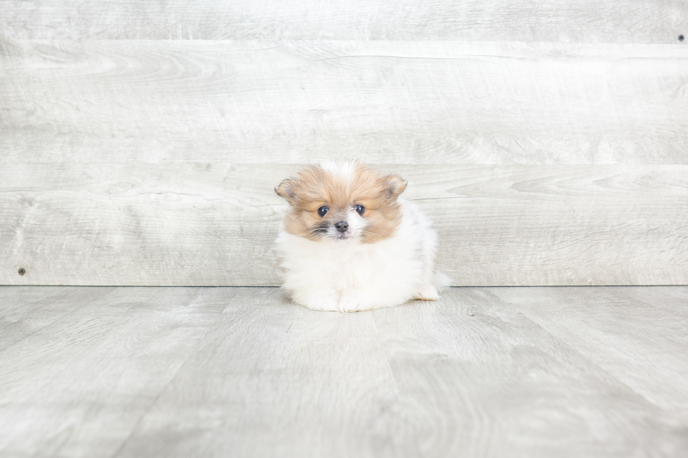 Best Pomeranian Baby