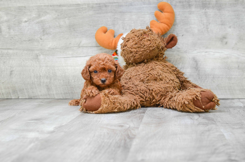 Adorable Pudle Purebred Puppy