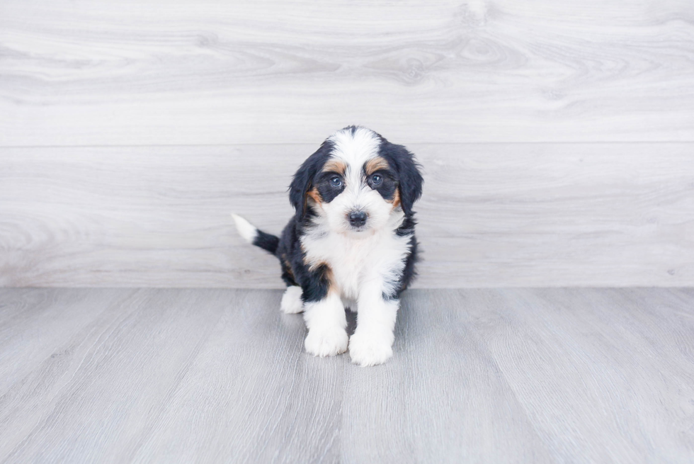 Best Mini Bernedoodle Baby