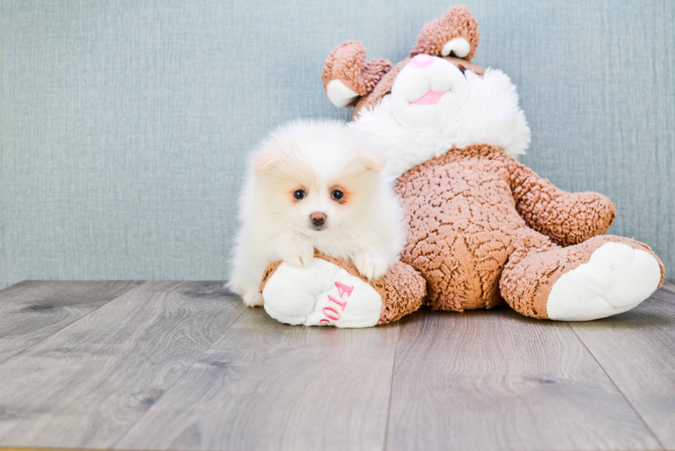 Petite Pomeranian Purebred Puppy