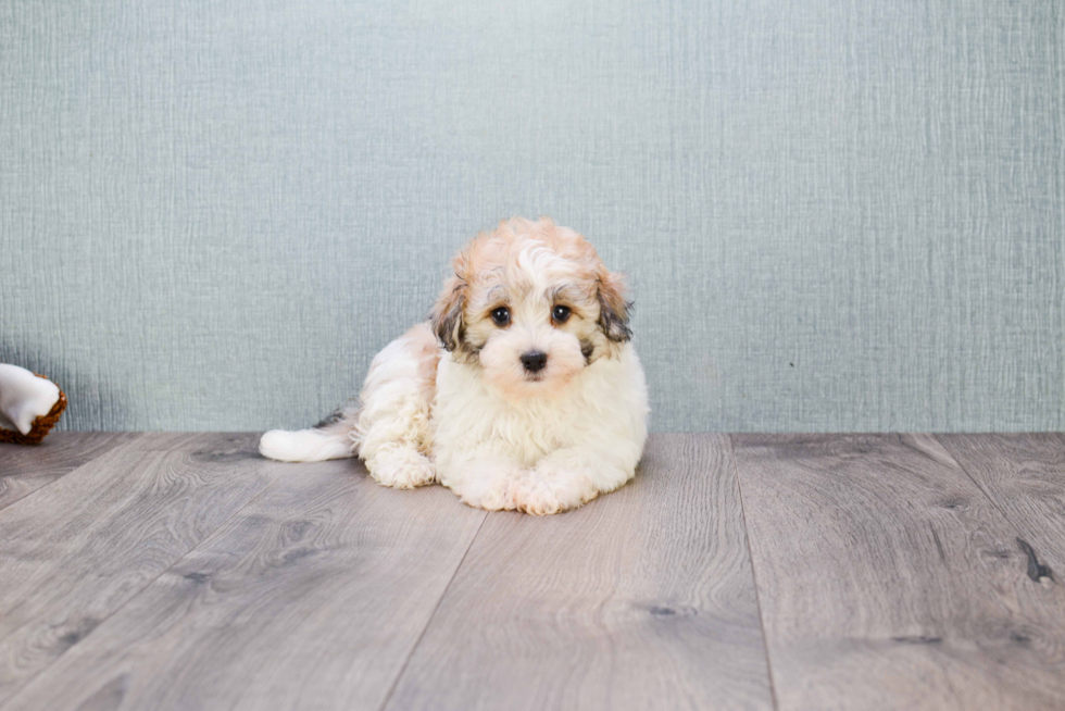 Adorable Havanese Purebred Puppy