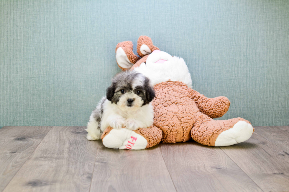 Happy Teddy Bear Baby