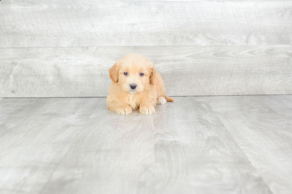 Cute Mini Goldendoodle Baby