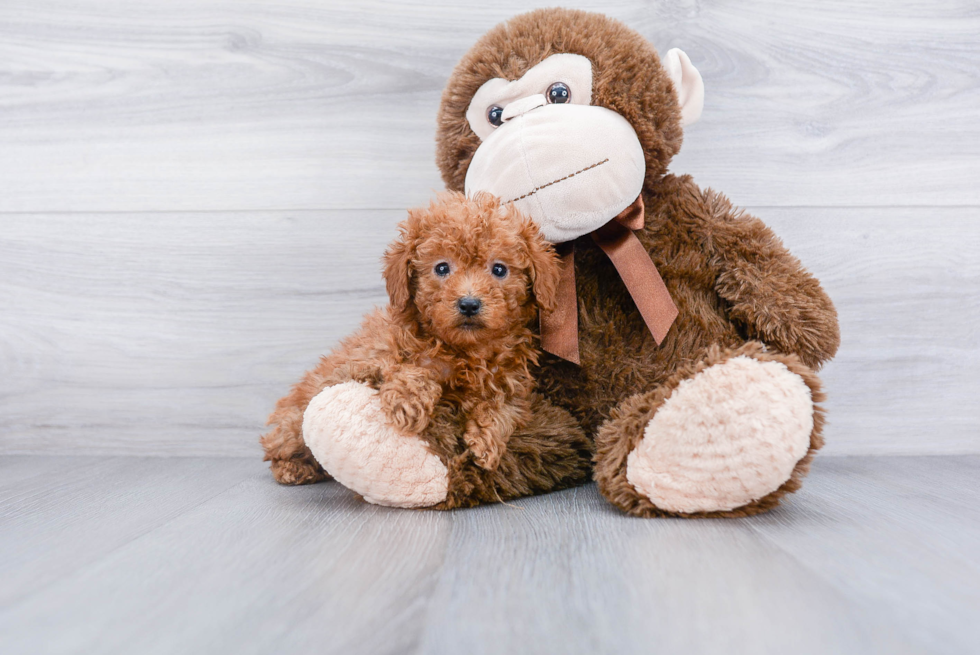 Mini Goldendoodle Pup Being Cute