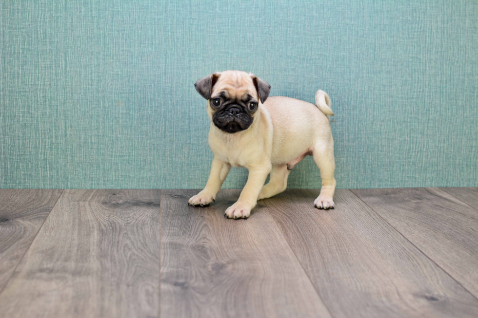 Adorable Pug Purebred Puppy