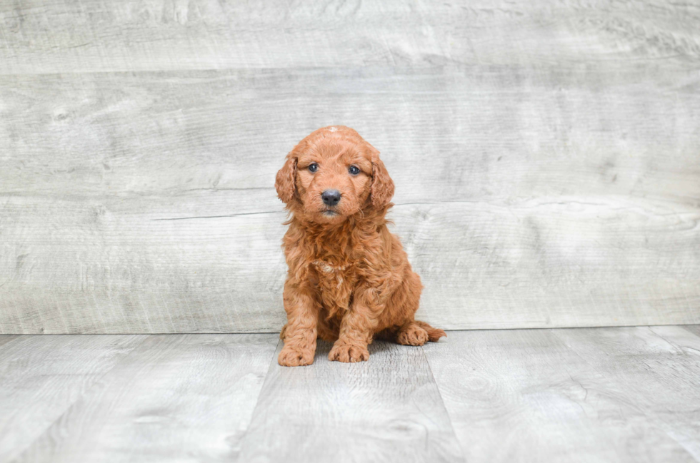 Mini Goldendoodle Pup Being Cute