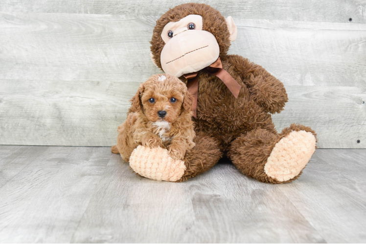 Smart Cavapoo Poodle Mix Pup